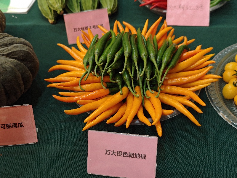 广西“桂字号”蔬菜品牌总值超600亿元