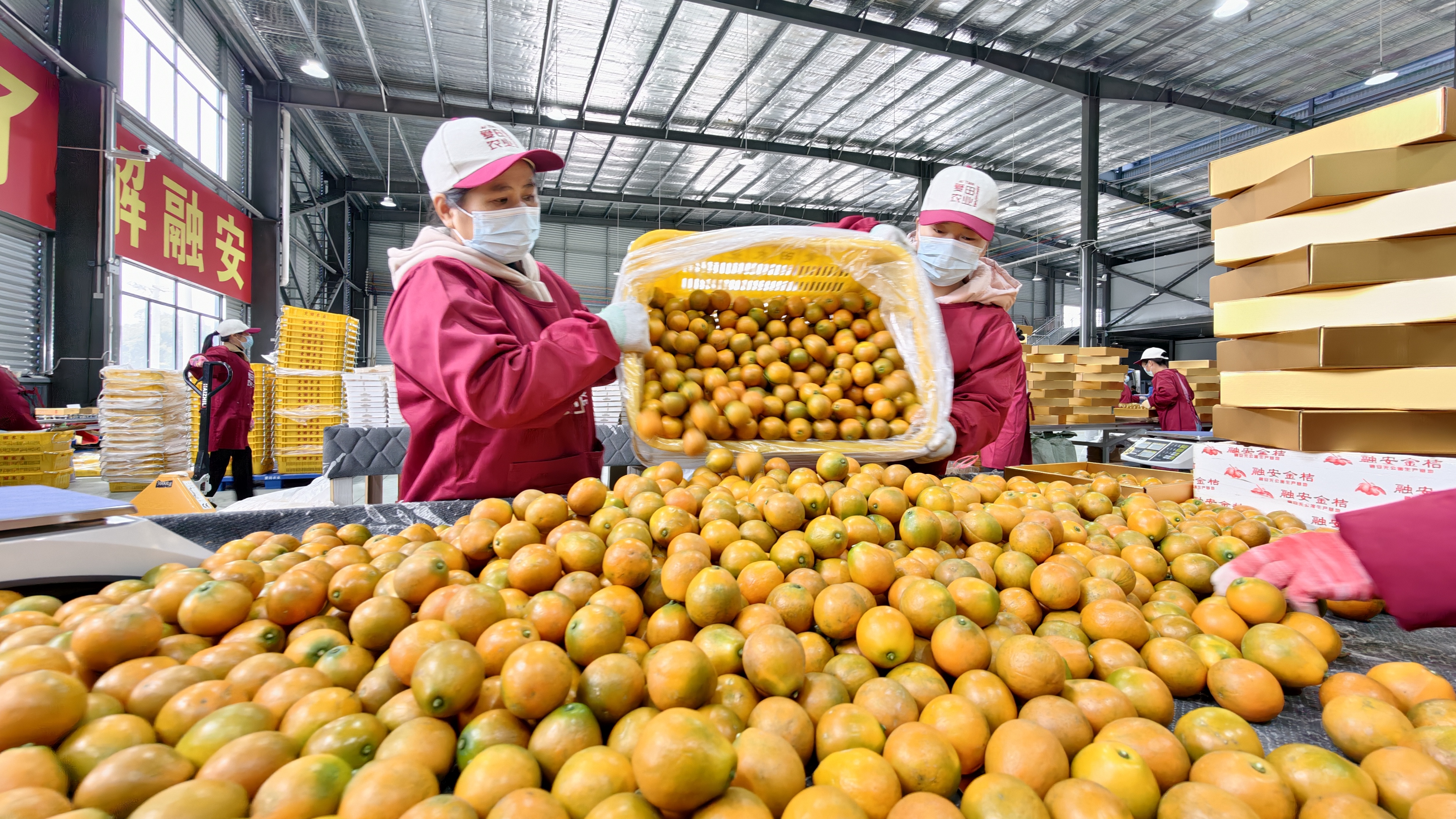 桂北“双果”兴农路