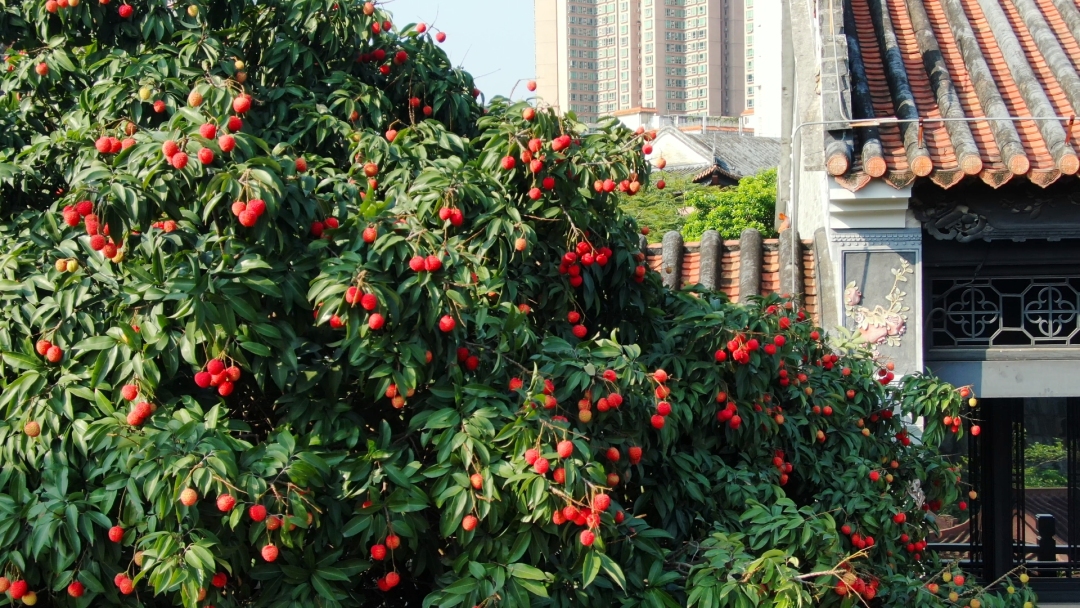 这里,是荔湾