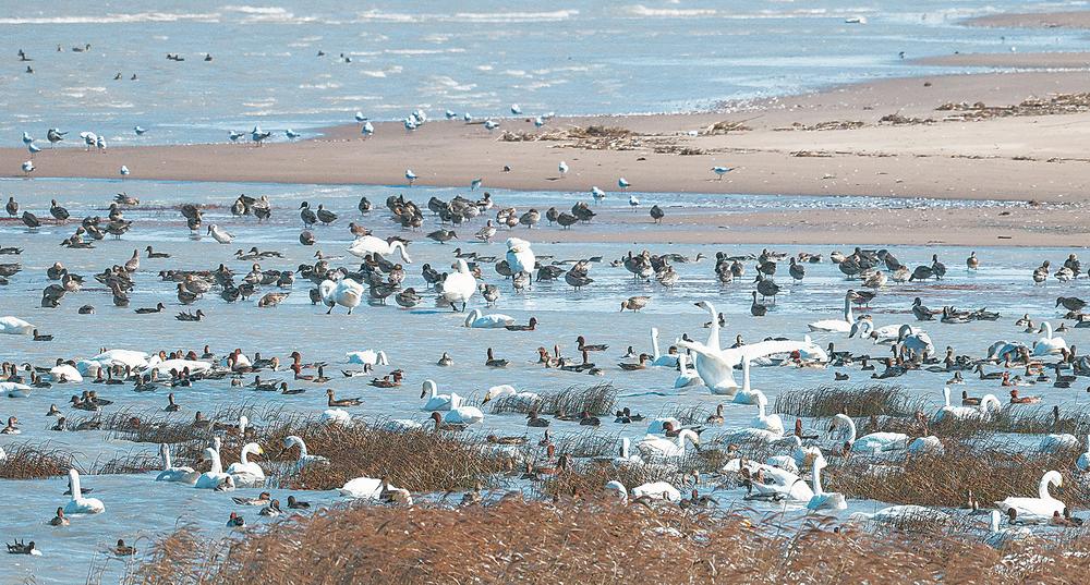 闽江河口国家湿地公园现“鸟浪”景观