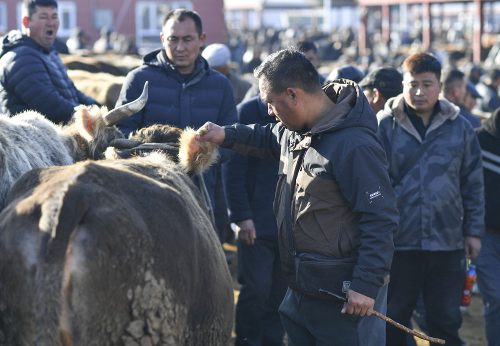 在新疆的巴扎 他们是连接牧场和市场的“纽带”