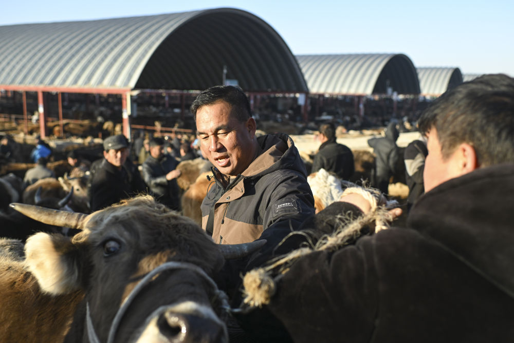 在新疆的巴扎 他们是连接牧场和市场的“纽带”