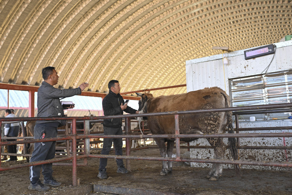 在新疆的巴扎 他们是连接牧场和市场的“纽带”