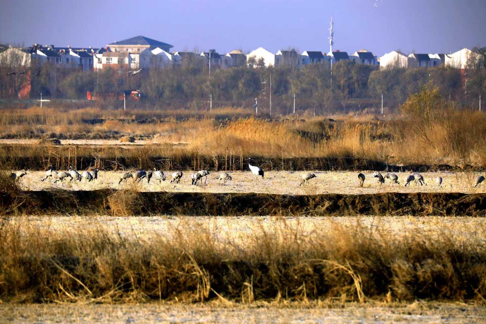 十年守候，终见鹤来！他在取景框里见证家乡重生