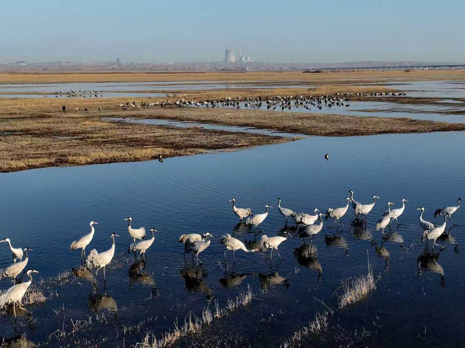 十年守候，终见鹤来！他在取景框里见证家乡重生