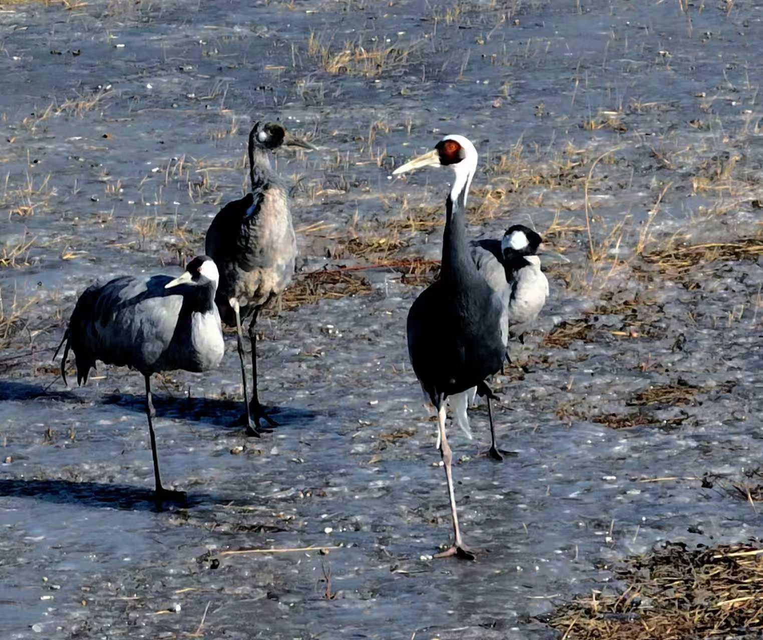 十年守候，终见鹤来！他在取景框里见证家乡重生