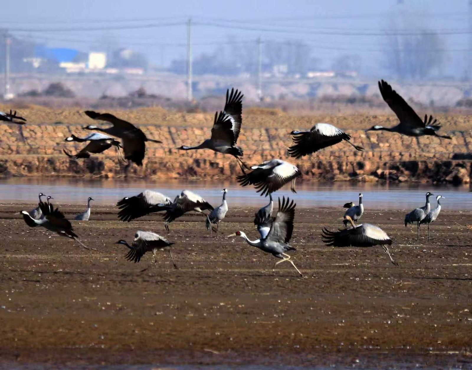 十年守候，终见鹤来！他在取景框里见证家乡重生