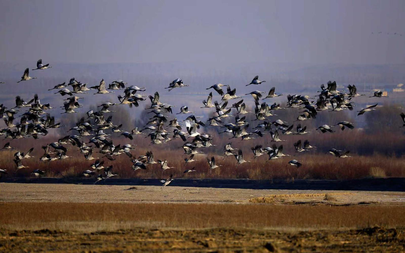 十年守候，终见鹤来！他在取景框里见证家乡重生