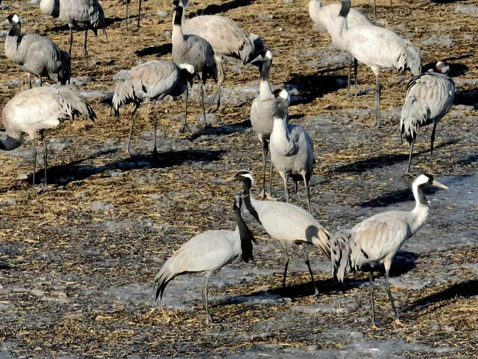 十年守候，终见鹤来！他在取景框里见证家乡重生
