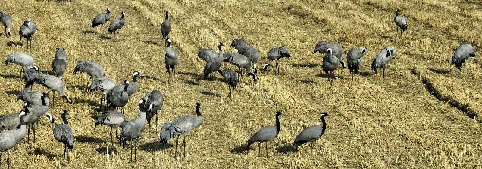 十年守候，终见鹤来！他在取景框里见证家乡重生