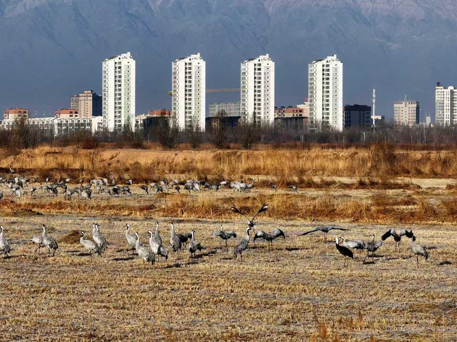 十年守候，终见鹤来！他在取景框里见证家乡重生
