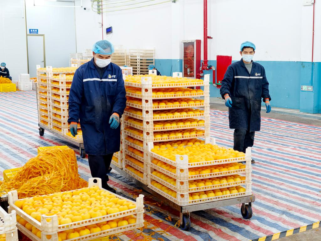 广西平乐:柿子成熟助增收