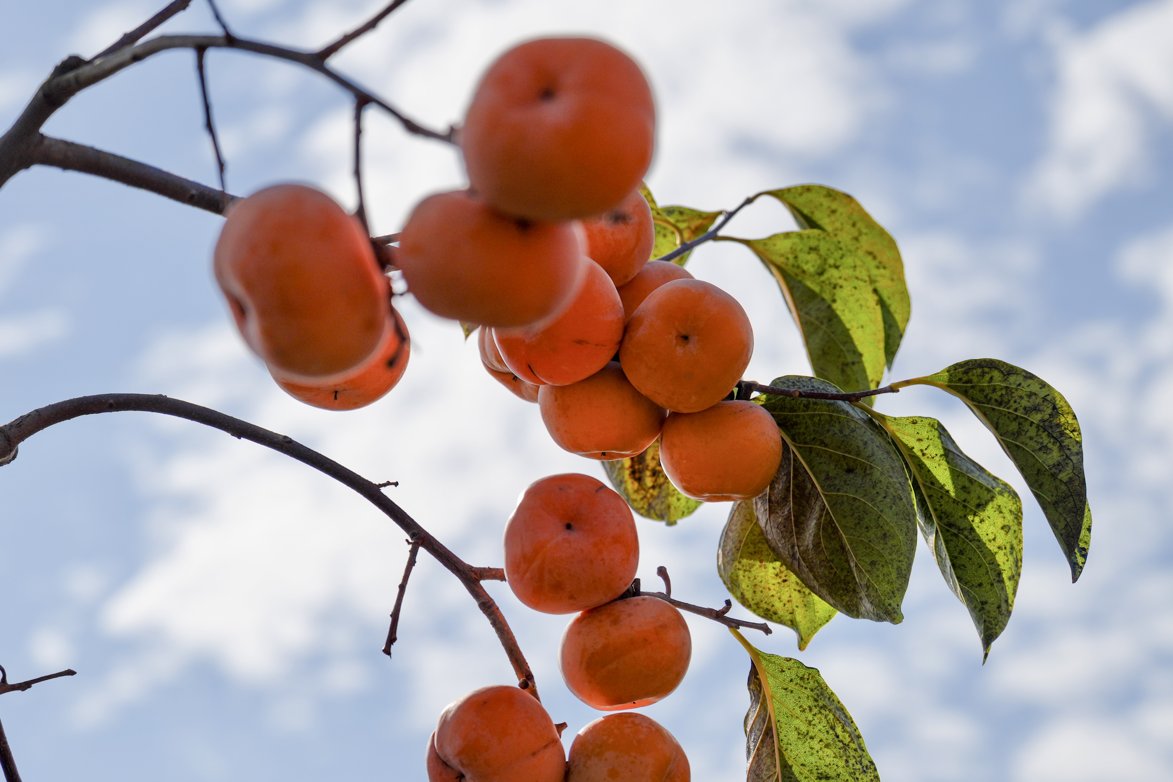 广西平乐： “金柿子”换来百姓好日子