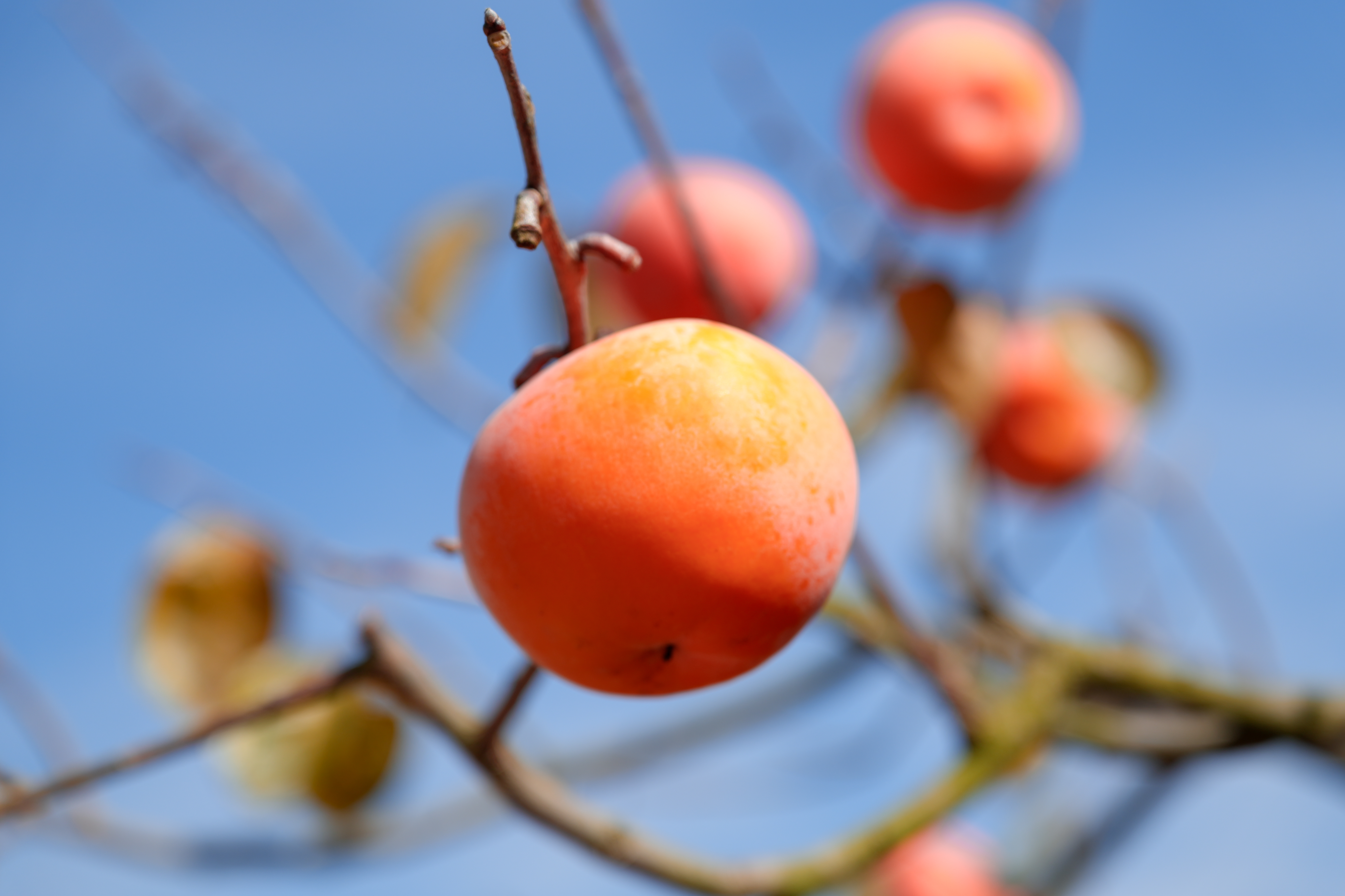 广西平乐： “金柿子”换来百姓好日子