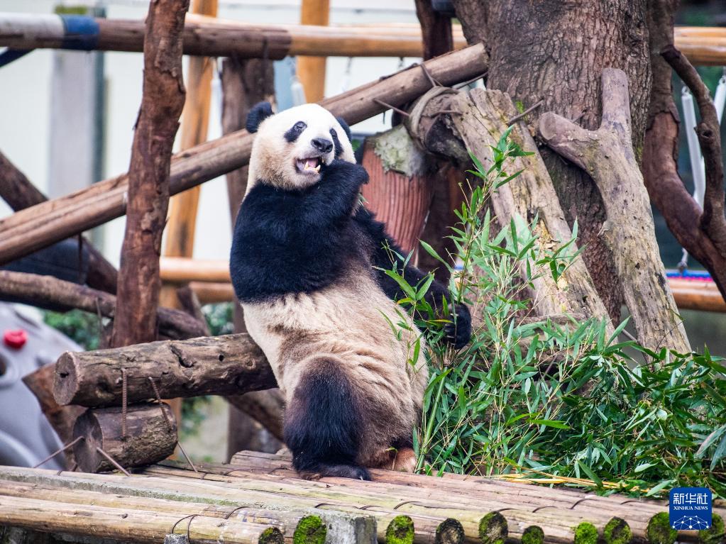 重庆动物园大熊猫搬新家