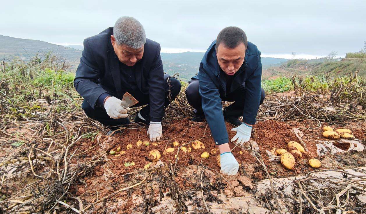 甘肃武山:科技赋能让“洋芋蛋”变成“金豆豆” 甘肃武山:科技赋能让“洋芋蛋”变成“金豆豆”