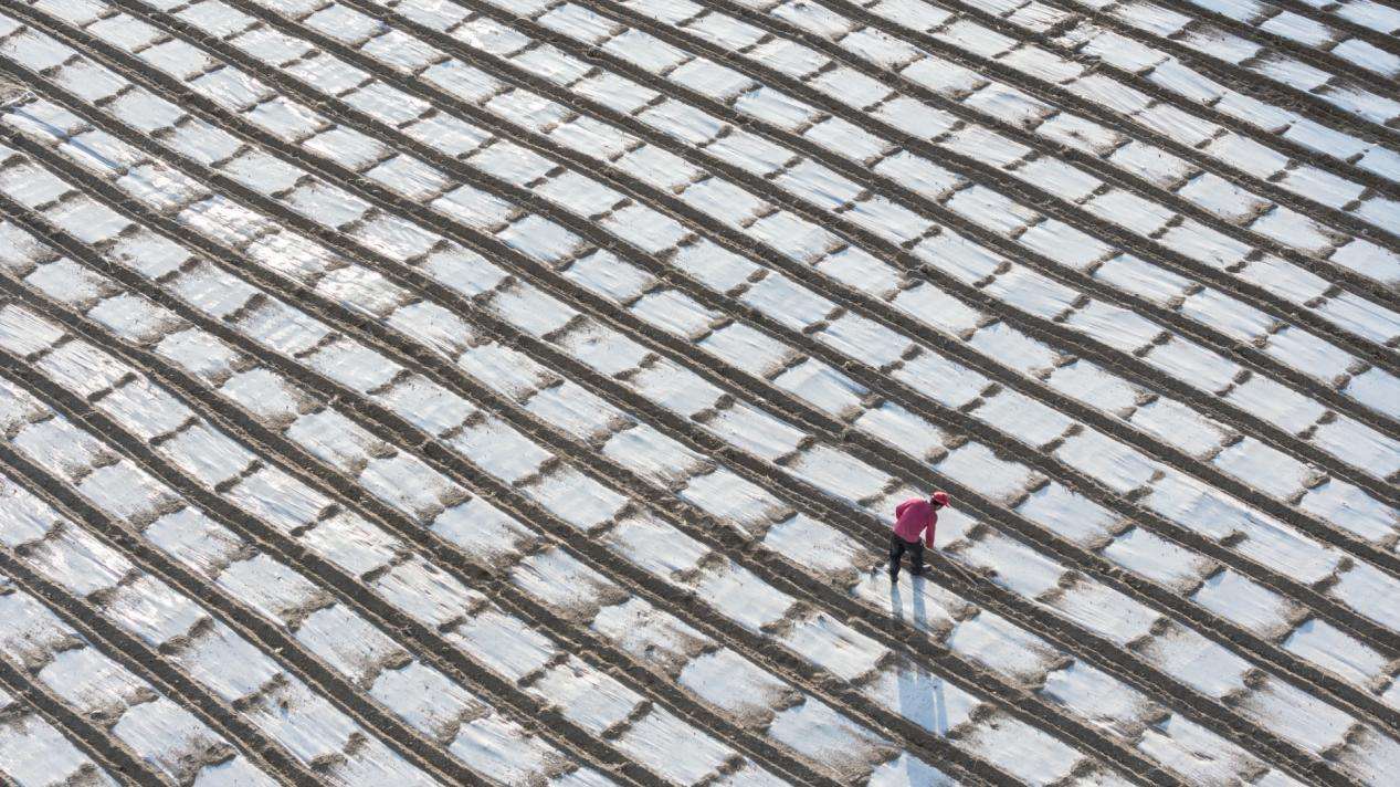 甘肃武山:科技赋能让“洋芋蛋”变成“金豆豆” 甘肃武山:科技赋能让“洋芋蛋”变成“金豆豆”