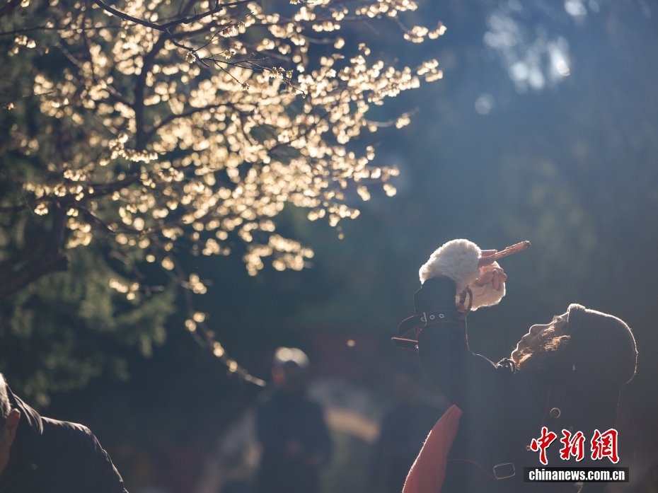 北京卧佛寺蜡梅盛开吸引游人