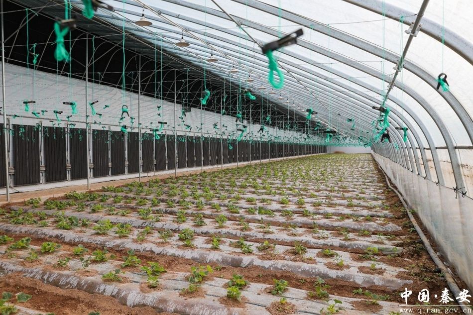 错峰上市抢占春节市场“C位” 秦安反季白脆瓜甜蜜助力乡村振兴