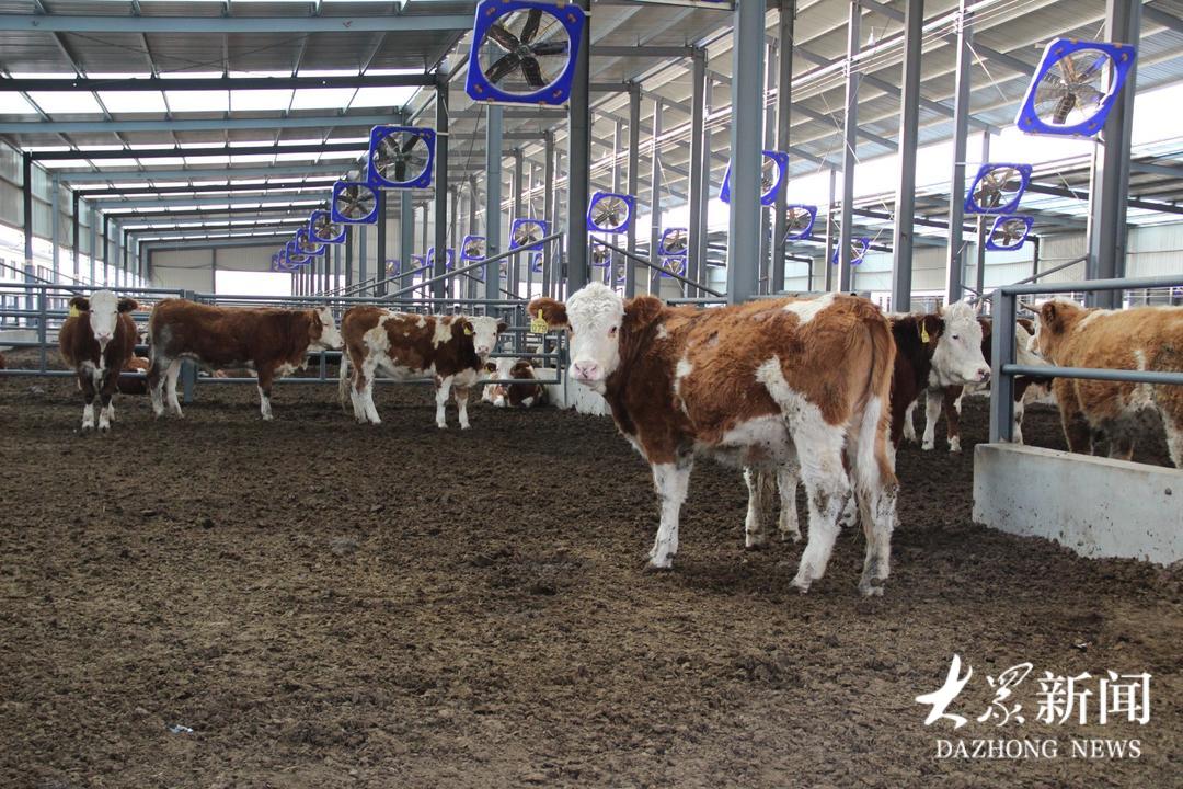 大安镇:党建铸魂强产业,联企带农绘共富