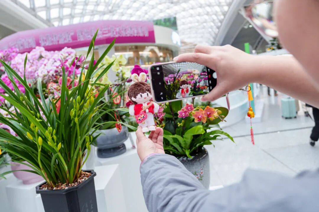 存在感太强!韶关把整个“兰花世界”搬进广州南站