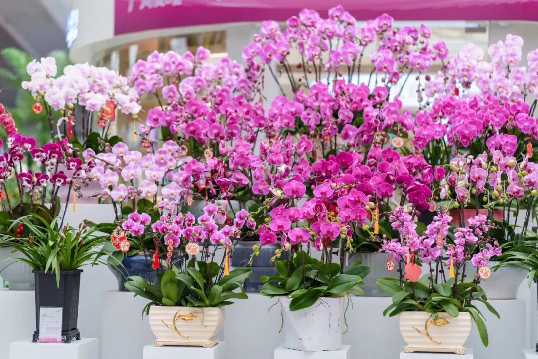 存在感太强!韶关把整个“兰花世界”搬进广州南站