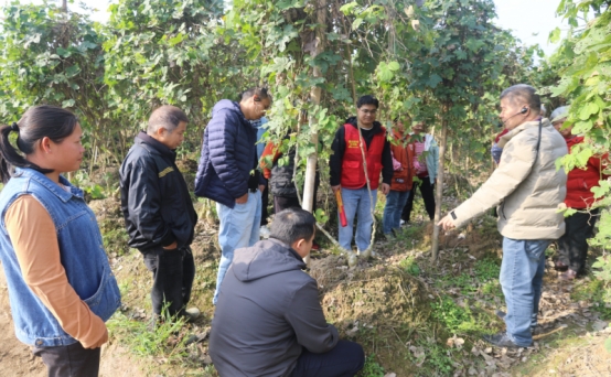 广西梧州农校专家团跟踪服务葛根产业发展