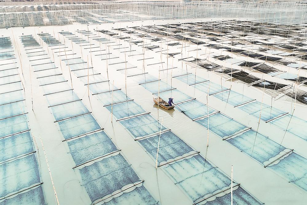 福建省紫菜产销两旺