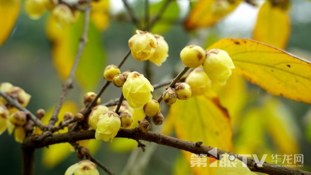 重庆今冬第一波蜡梅开了 最佳赏花期就在本月