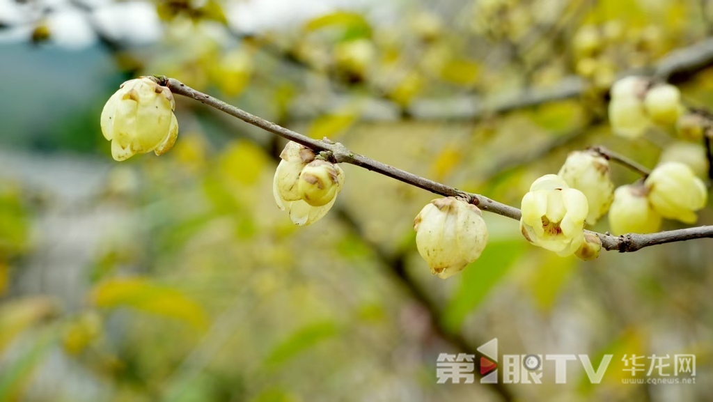 重庆今冬第一波蜡梅开了 最佳赏花期就在本月