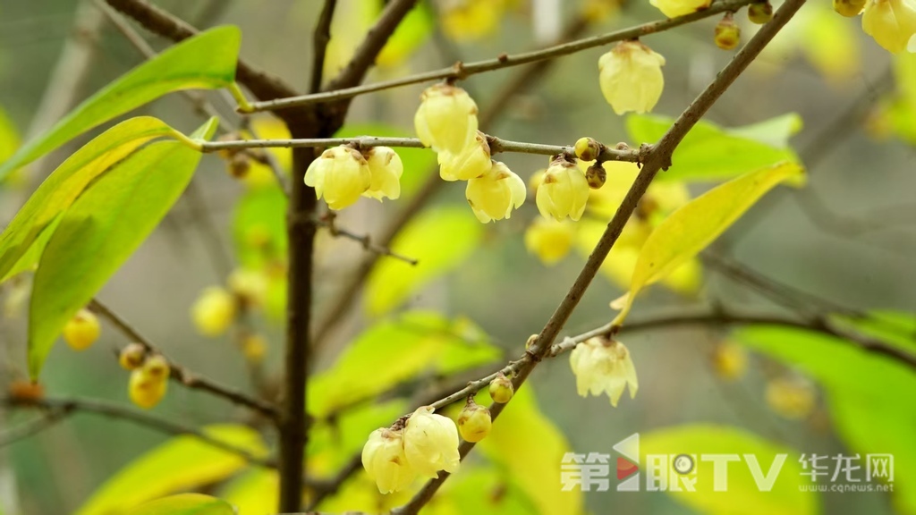 重庆今冬第一波蜡梅开了 最佳赏花期就在本月
