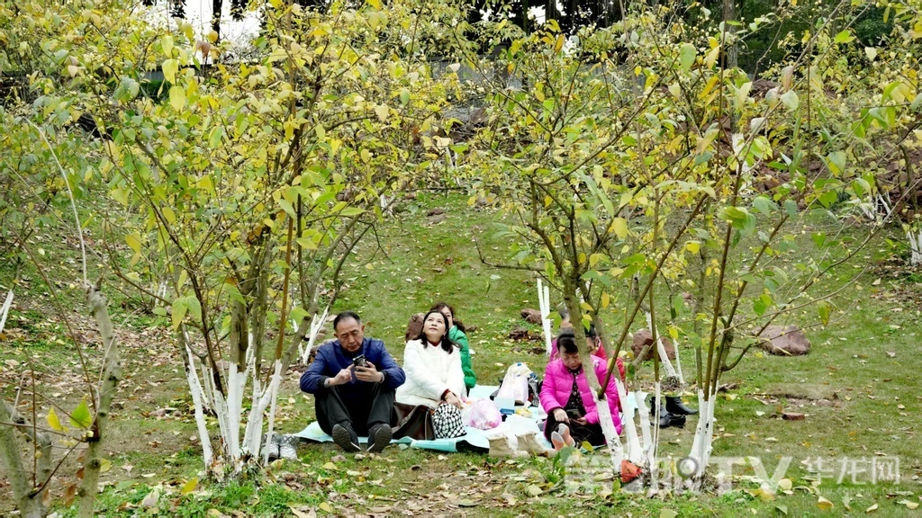 重庆今冬第一波蜡梅开了 最佳赏花期就在本月