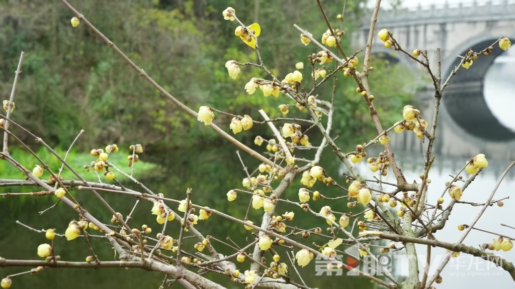 重庆今冬第一波蜡梅开了 最佳赏花期就在本月