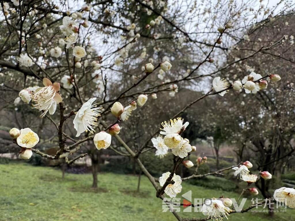 重庆今冬第一波蜡梅开了 最佳赏花期就在本月