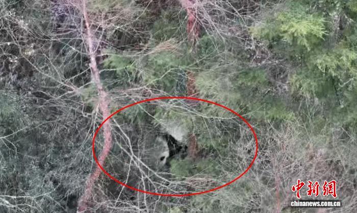 四川雅安:野生大熊猫在林间“钻缝”赶路