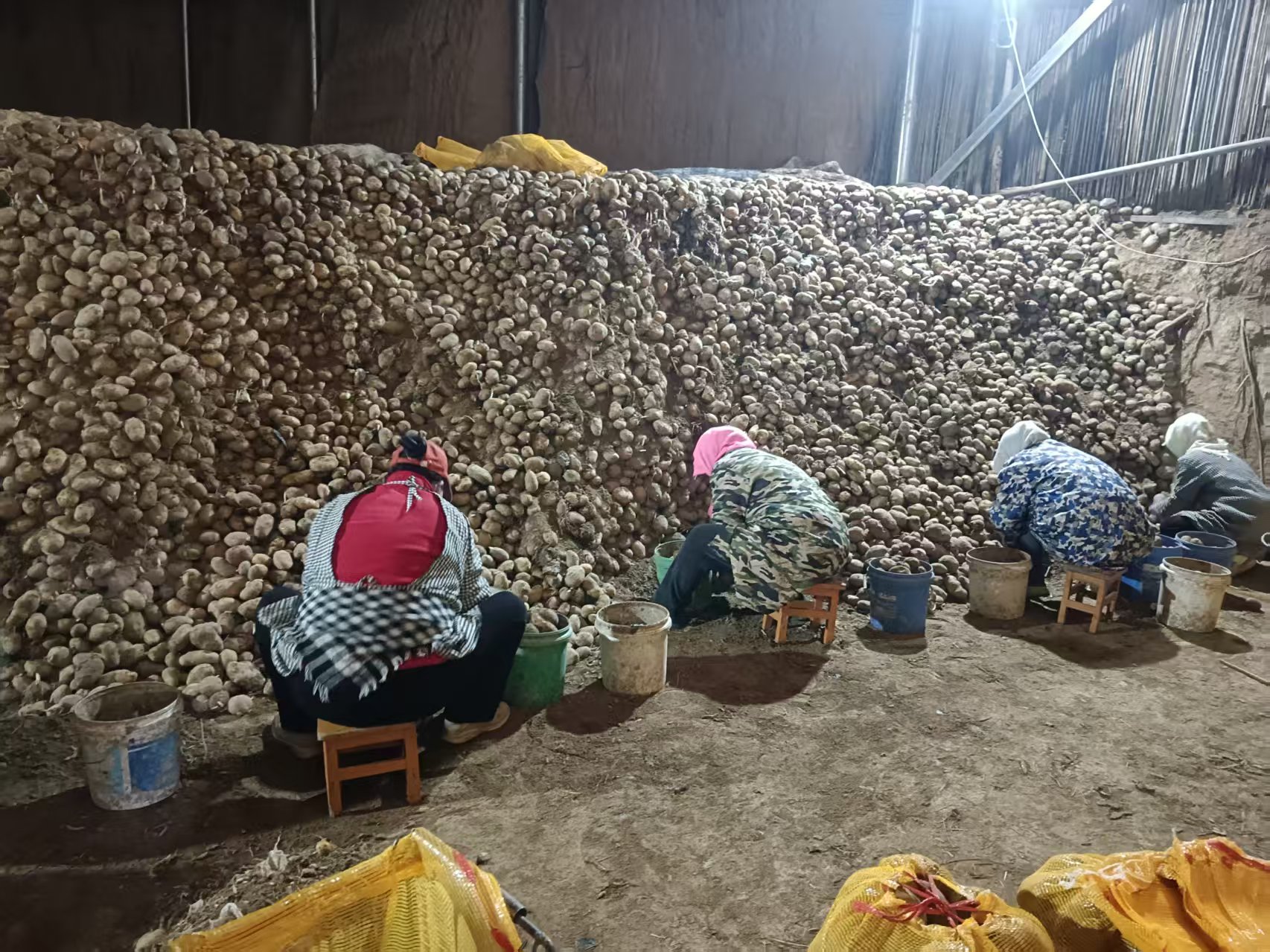 静宁优质马铃薯冬季迎来热销