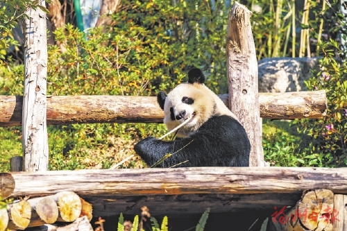 一段开园祝福视频 续写两岸熊猫情缘 一段开园祝福视频续写两岸熊猫情缘