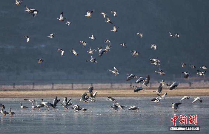 云南迪庆观鸟季收官 “飞鸟天堂”发现两种新鸟