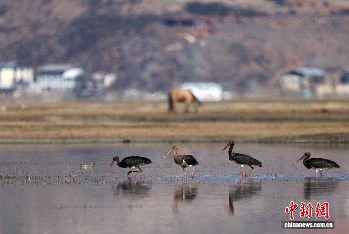 云南迪庆观鸟季收官 “飞鸟天堂”发现两种新鸟