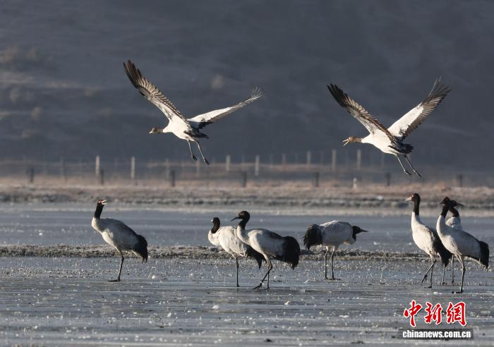 云南迪庆观鸟季收官 “飞鸟天堂”发现两种新鸟