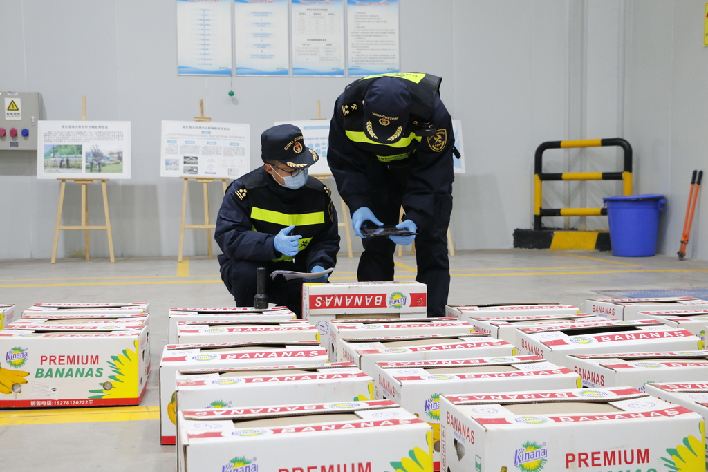 首发！老挝香蕉乘中老班列“一箱直抵”重庆