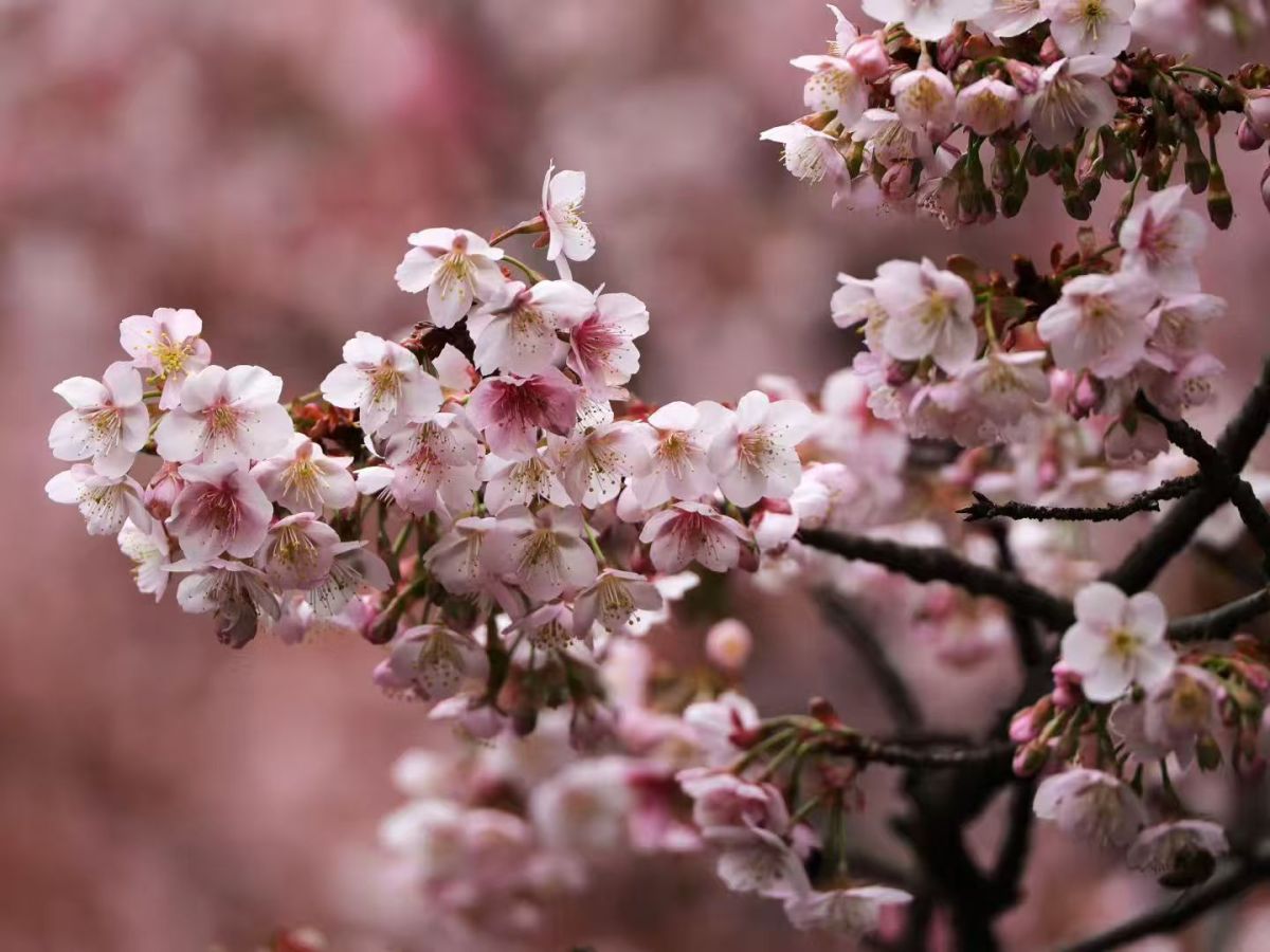 立春未至，樱花“抢先”开