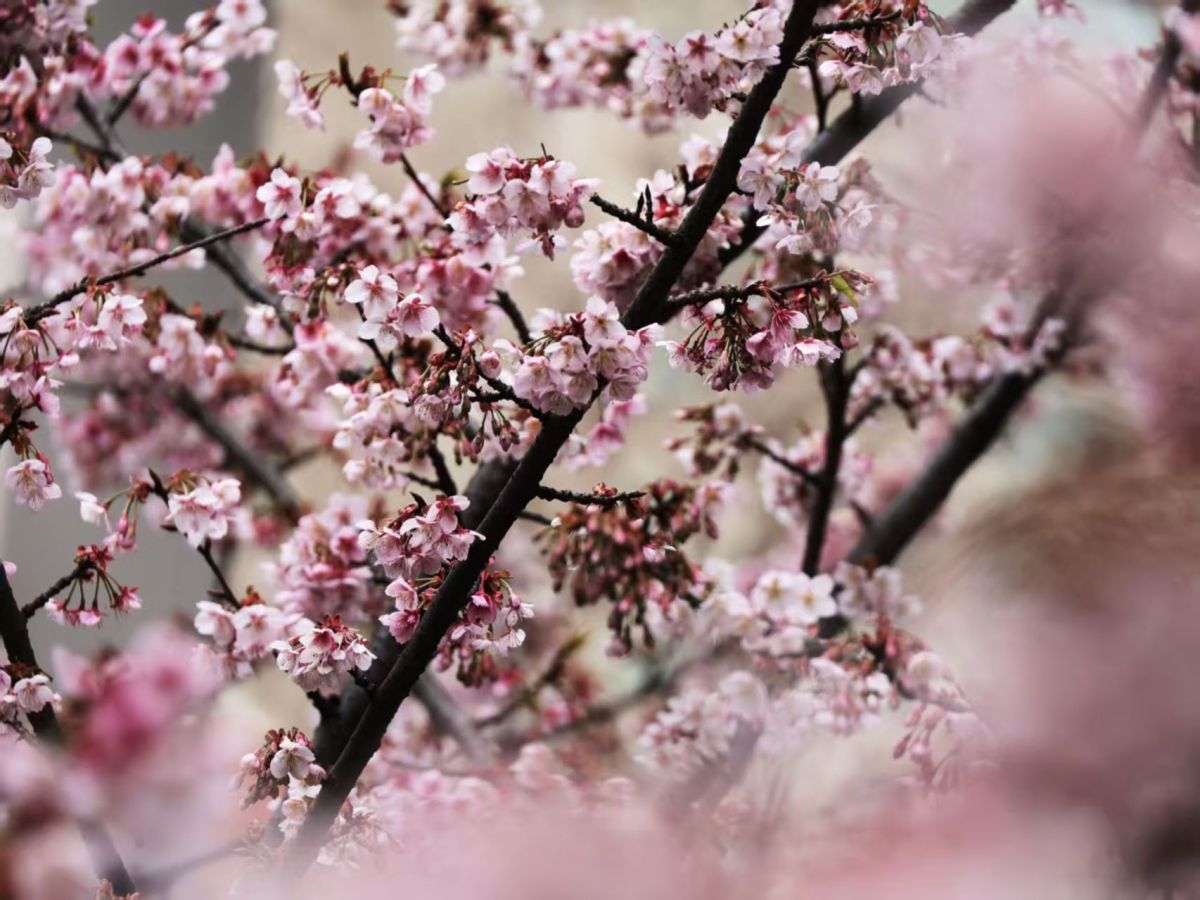 立春未至，樱花“抢先”开