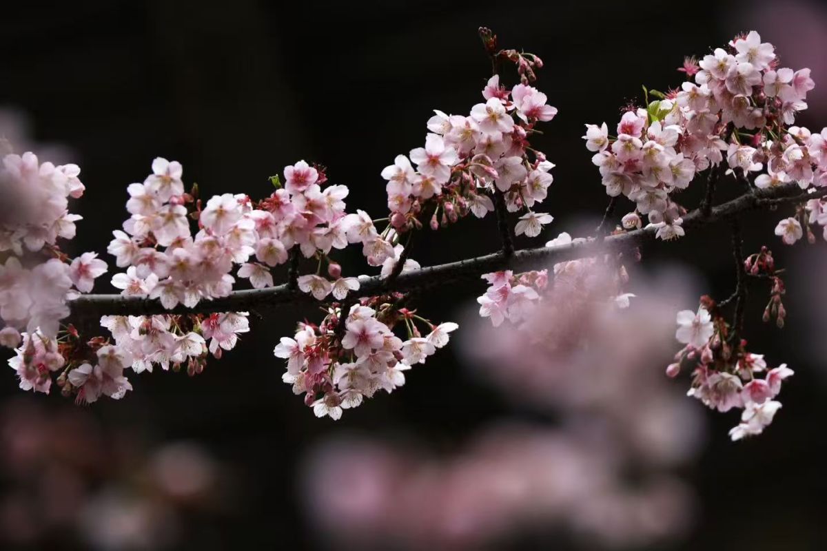 立春未至，樱花“抢先”开