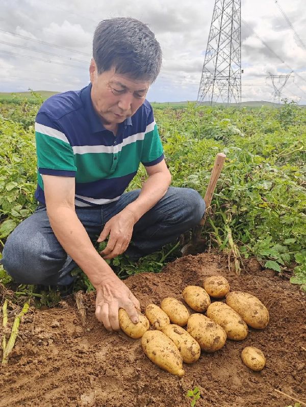委员风采 | 以“薯” 为媒系民生 科研履职双担当——记内蒙古自治区政协委员尹玉和