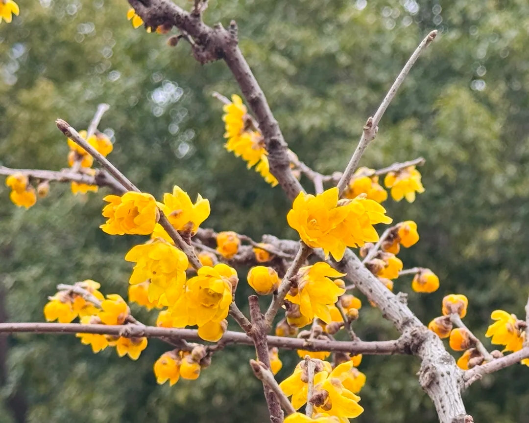 申城小美好|真如的蜡梅、梅川的梅花、四如春的春卷，立春的普陀有多美？