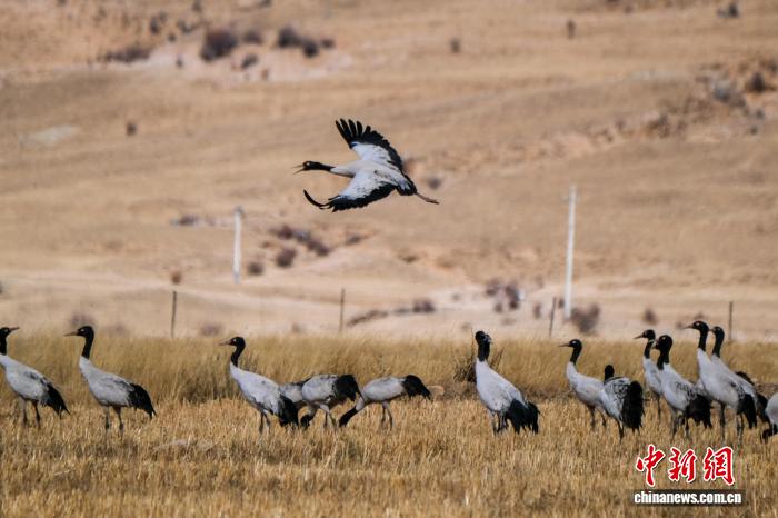 新春见闻丨西藏林周农民守护“吉祥鸟”黑颈鹤越冬记
