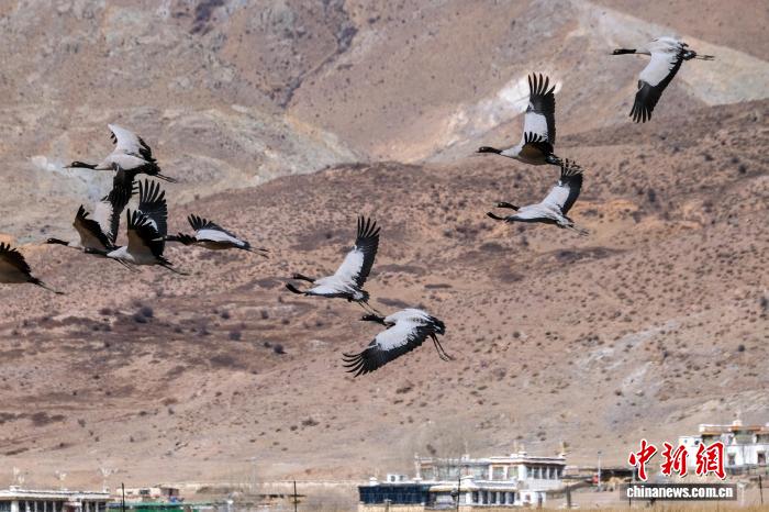 新春见闻丨西藏林周农民守护“吉祥鸟”黑颈鹤越冬记