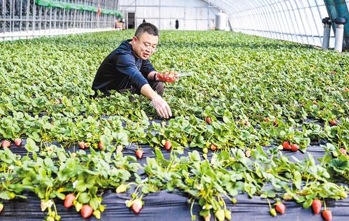 零下40℃,坝上大棚一片绿