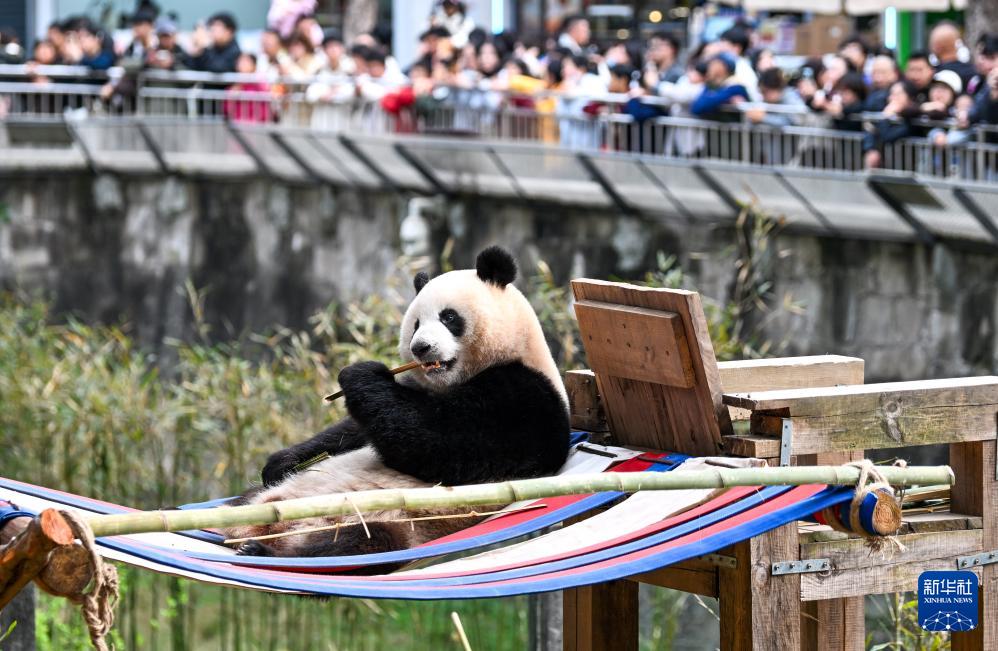 重庆动物园大熊猫户外享暖阳